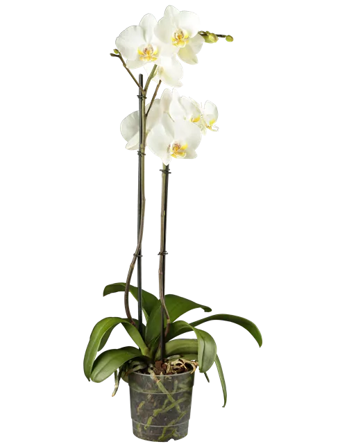 Phalaenopsis 