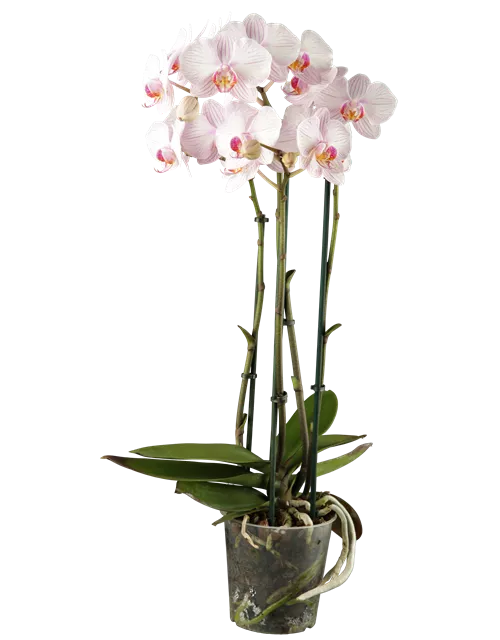 Phalaenopsis 
