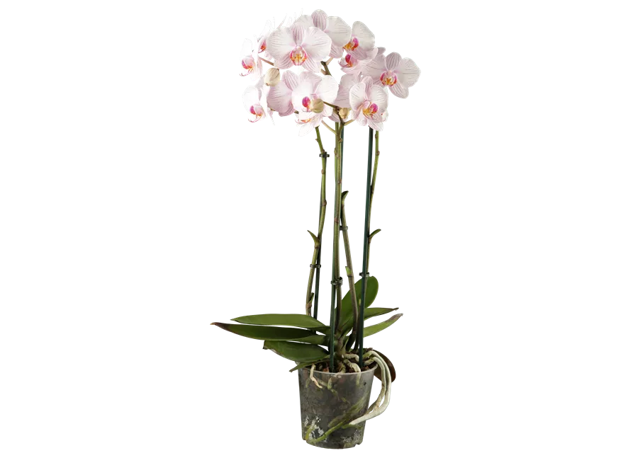 Phalaenopsis 