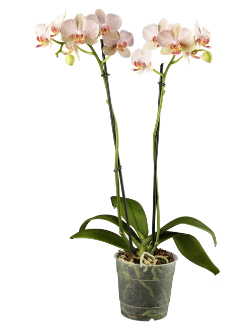 Phalaenopsis 