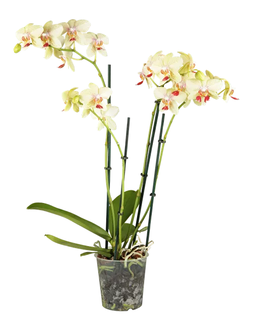 Phalaenopsis 