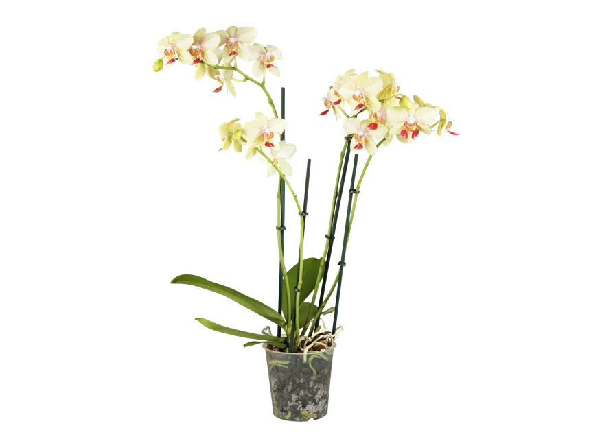 Phalaenopsis 