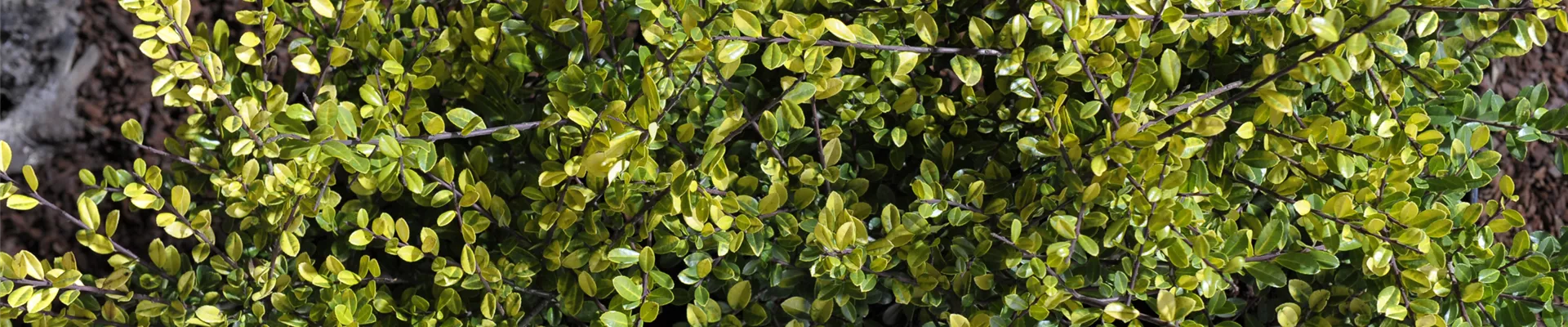 BESTECHENDE SCHöNHEITEN