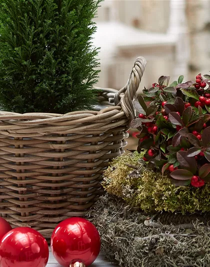 IMMERGRüNE OUTDOORSTARS