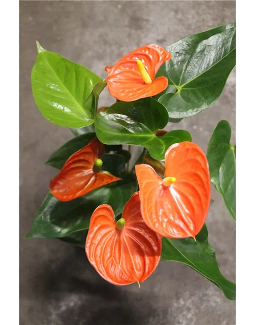 Anthurium andr. "Sierra Orange" 