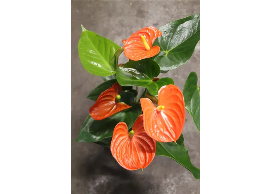 Anthurium andr. "Sierra Orange" 