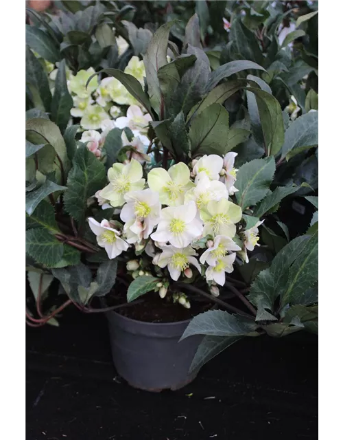 Helleborus HGC-R- Shooting Star -R-