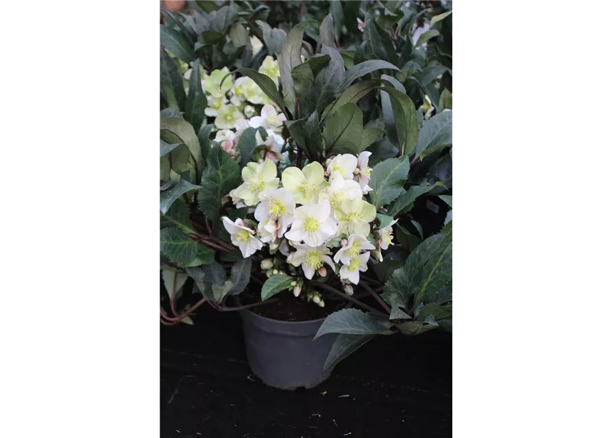 Helleborus HGC-R- Shooting Star -R-