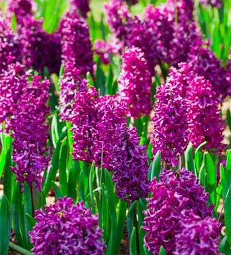 Hyacinthus in verschiedenen Sorten