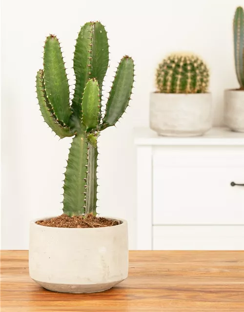 Euphorbia Ingens 