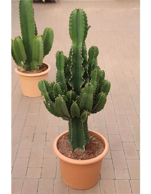 Euphorbia Ingens XL
