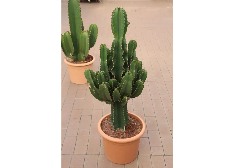 Euphorbia Ingens XL