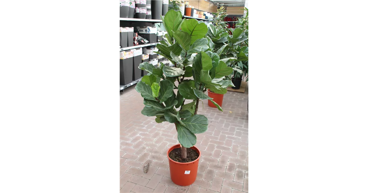 monstera deliciosa licht Monstera Deliciosa – Lichtenfelt's main image 1