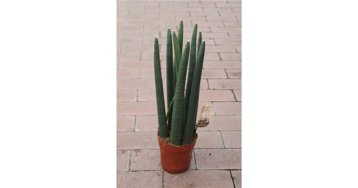 buddha bauch bambus pflege Dwarf Buddha Belly Bamboo main image 1