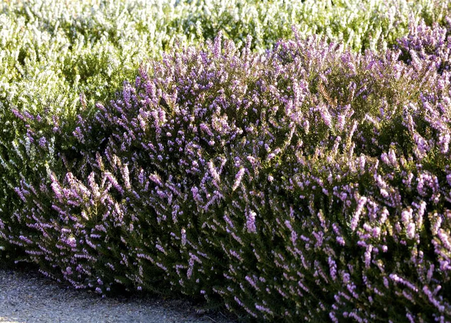 Erica darleyensis