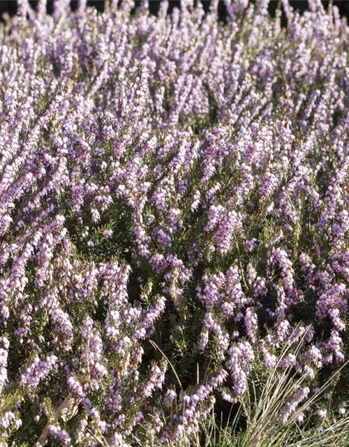 Erica darleyensis