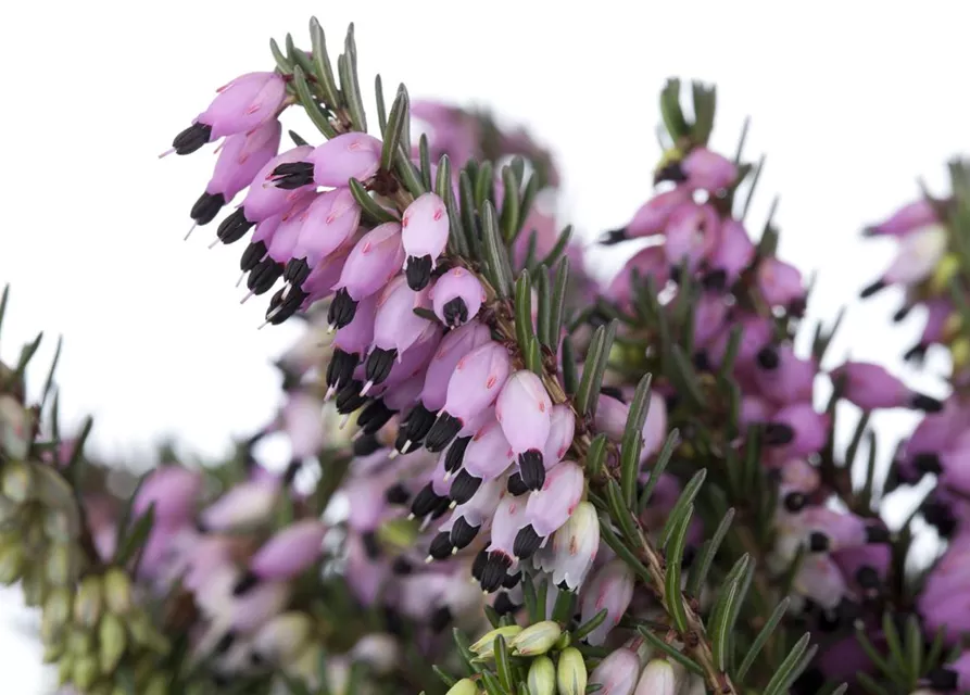 Erica darleyensis