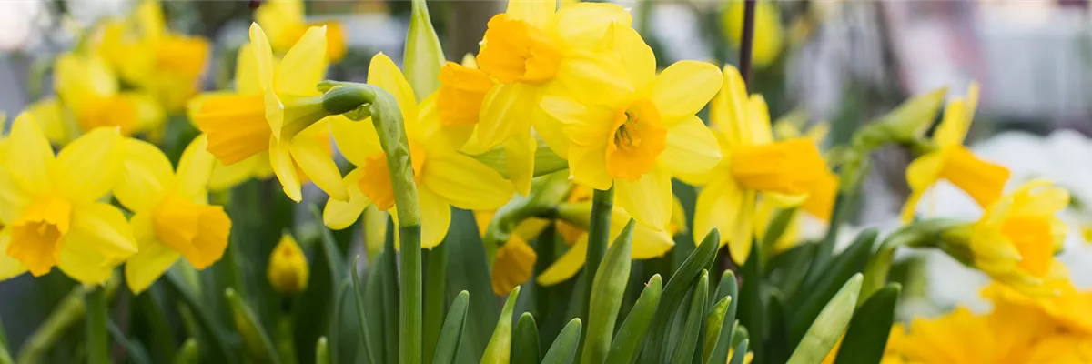 PFLANZE DES MONATS FEBRUAR: NARZISSE