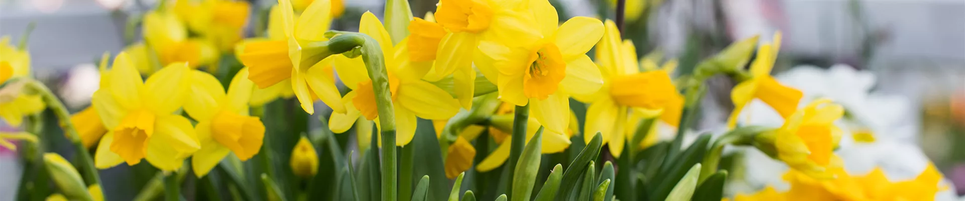 PFLANZE DES MONATS FEBRUAR: NARZISSE