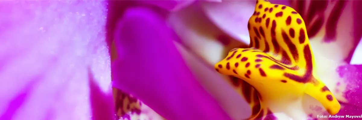 Pflanze des Monats Januar: Orchidee