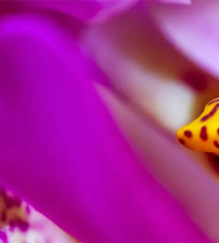 Pflanze des Monats Januar: Orchidee