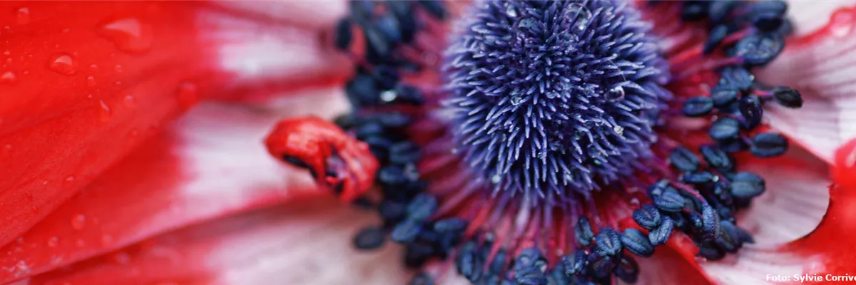 Pflanze des Monats April: Anemone