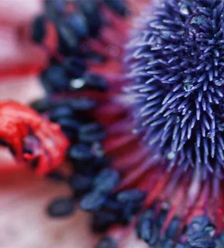 Pflanze des Monats April: Anemone