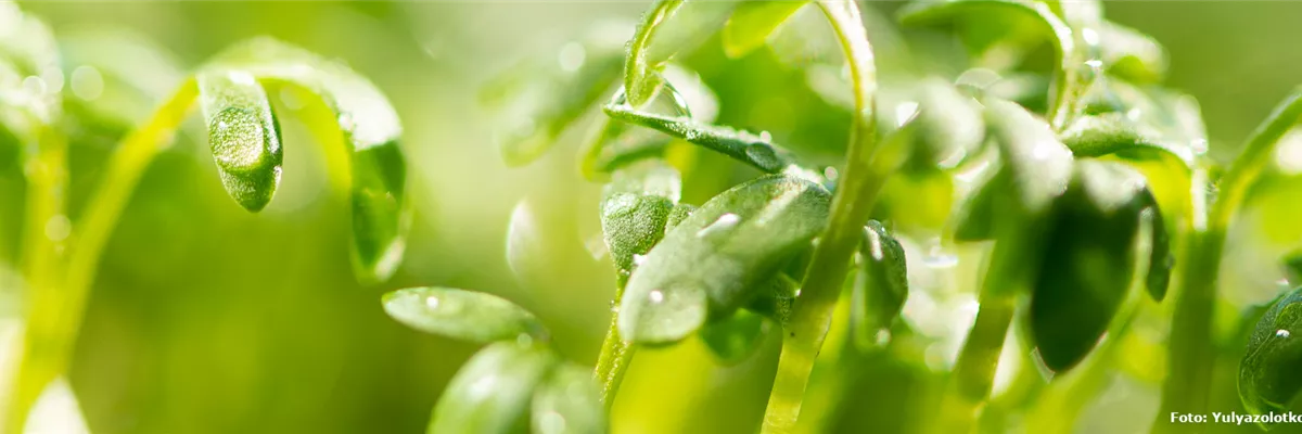 Teilnahmebedingungen