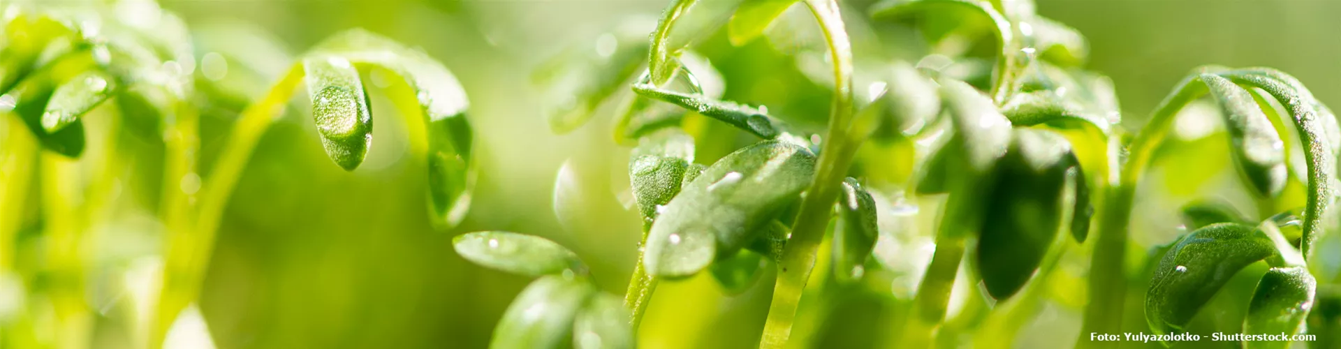 Teilnahmebedingungen