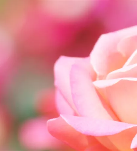 ROSEN FüR DIE LIEBSTE