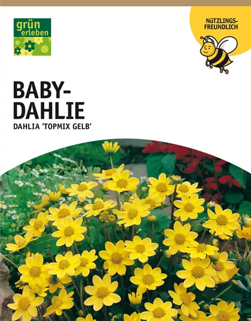 GE Dahlie Topmix gelb x 1 Baby Dahlie gelb
