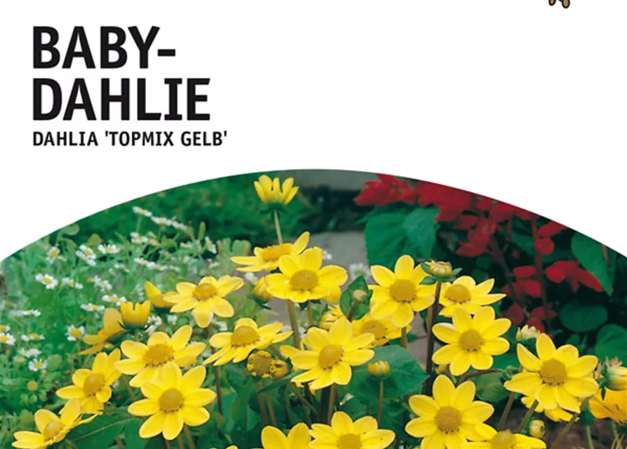 GE Dahlie Topmix gelb x 1 Baby Dahlie gelb