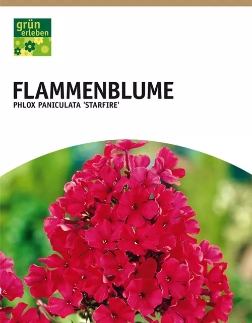 GE Phlox pan. Bright Eyes x2 Flammenblume weiß rosa