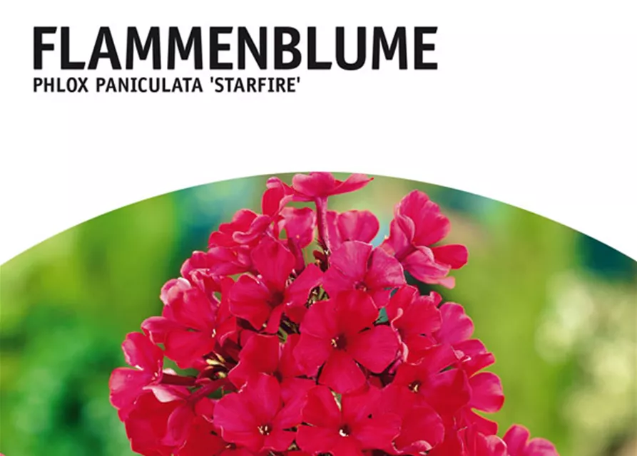 GE Phlox pan. Bright Eyes x2 Flammenblume weiß rosa