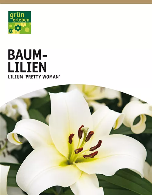 GE Lilien Pretty Woman x2 16/+ Baumlilien weiß