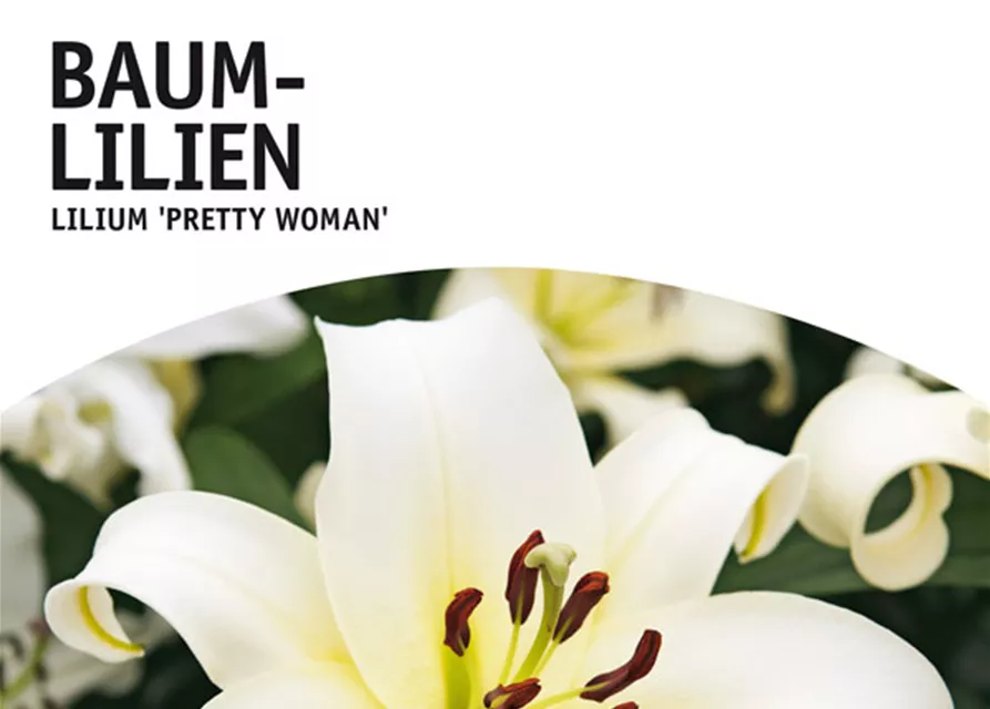 GE Lilien Pretty Woman x2 16/+ Baumlilien weiß