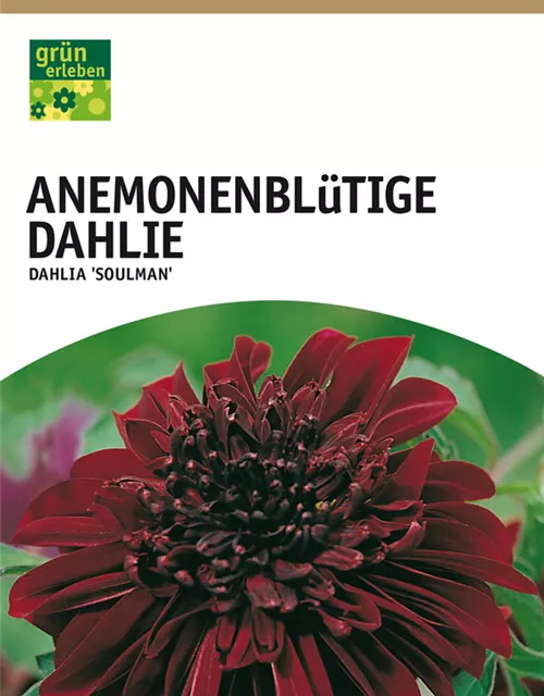 GE Dahlie Soulman x1 Anem.bl. Dahlie braun-rot
