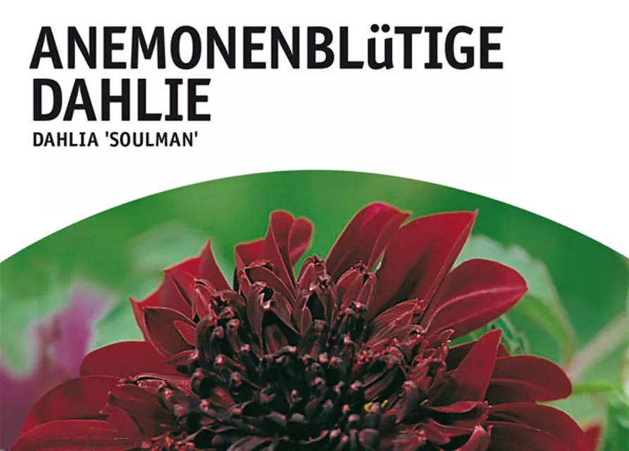 GE Dahlie Soulman x1 Anem.bl. Dahlie braun-rot