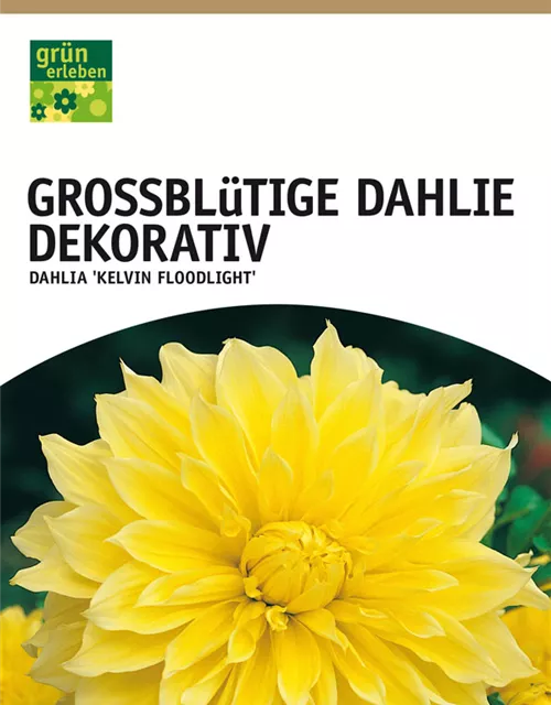 GE Dahlie Kelvin Floodlight x1 Schmuck Dahlie gelb