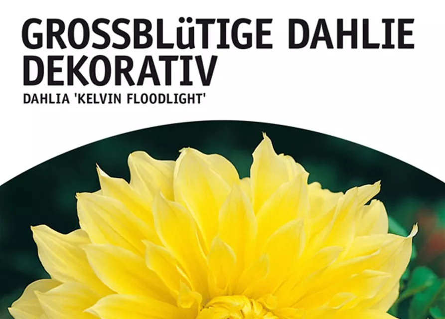 GE Dahlie Kelvin Floodlight x1 Schmuck Dahlie gelb