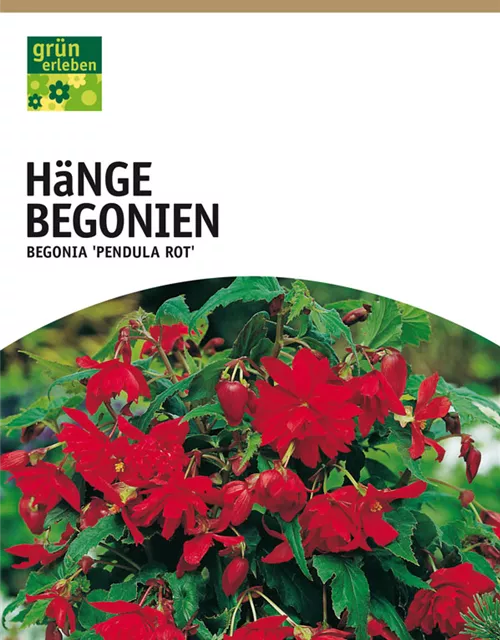 GE Begonien pendula rot x3 4/6 Begonien pendula rot