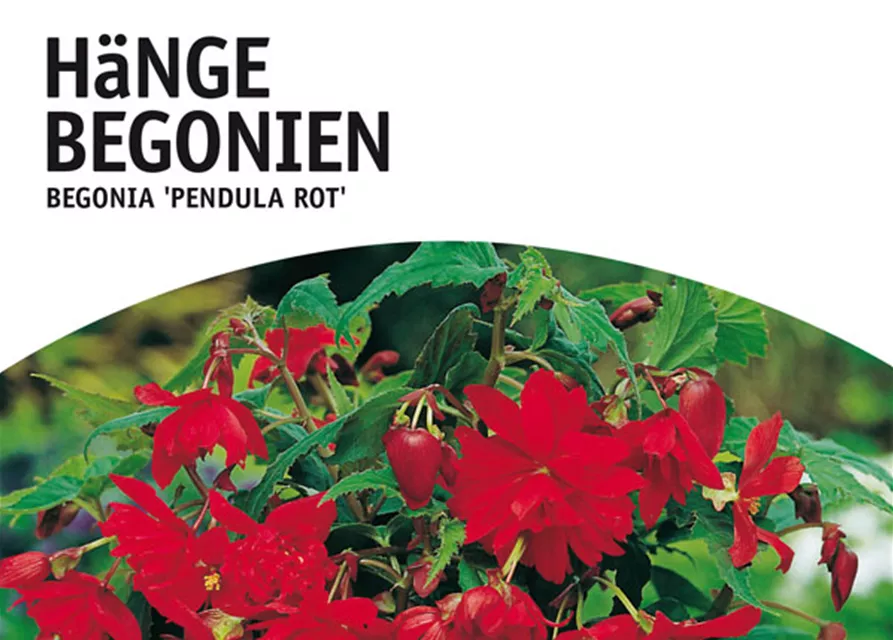 GE Begonien pendula rot x3 4/6 Begonien pendula rot