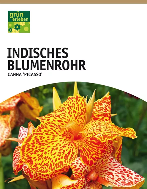 GE Canna Ind. grünl. Picasso x1 Blumenrohr gelb, getigert