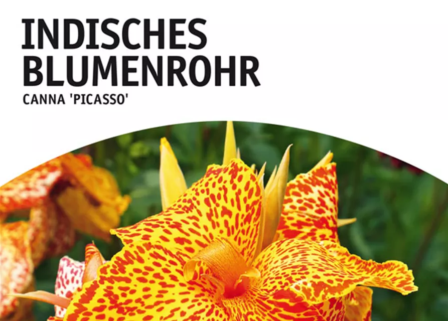 GE Canna Ind. grünl. Picasso x1 Blumenrohr gelb, getigert