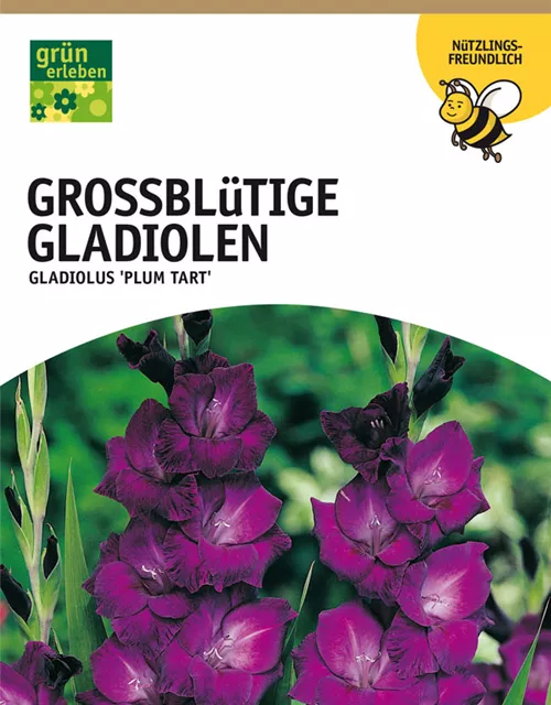 GE Gladiolus Plumtart x10 12/14 Großbl Glad. dunkelpurpur