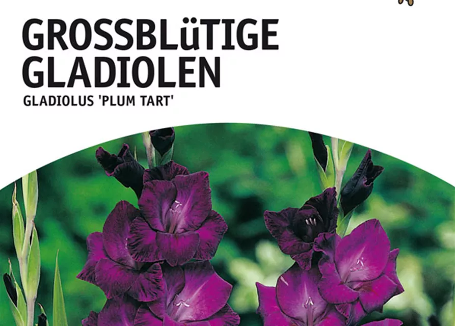 GE Gladiolus Plumtart x10 12/14 Großbl Glad. dunkelpurpur