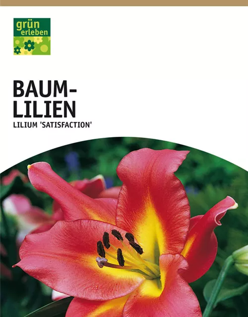 GE Lilien Satisfaction x2 16/+ Baumlilien purpur-rosa