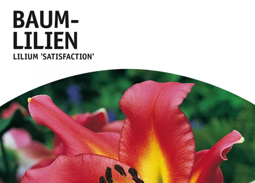 GE Lilien Satisfaction x2 16/+ Baumlilien purpur-rosa
