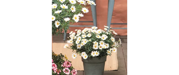 SOMMERLICHE BLÜTENPRACHT!