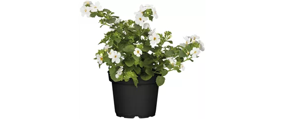 SOMMERLICHE BLÜTENPRACHT!